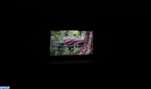 Projection à Taza du film “Duga, les charognards”