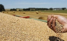 La production céréalière en forte baisse