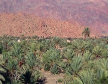En proie à des agressions à tout va : La palmeraie de Tafraout en danger de disparition