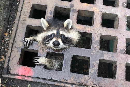 Insolite : Raton laveur Insolite : Raton laveur