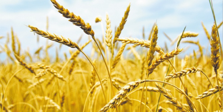 La production céréalière accuse une baisse significative