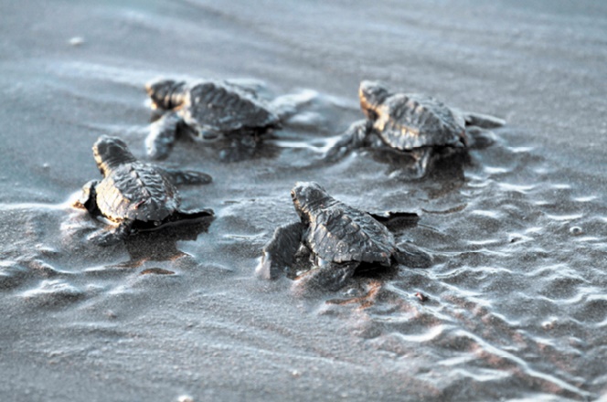 Les embryons de tortue jouent un rôle dans la détermination de leur sexe