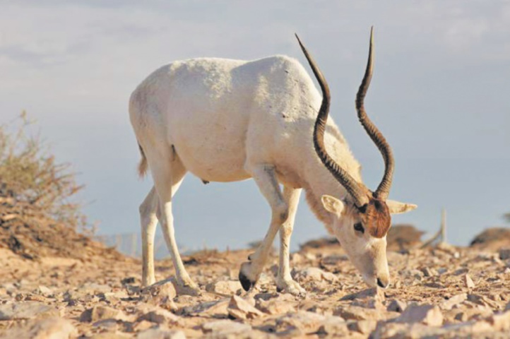 Naissance de bébés addax, espèce menacée, au jardin zoologique de Rabat Naissance de bébés addax, espèce menacée, au jardin zoologique de Rabat