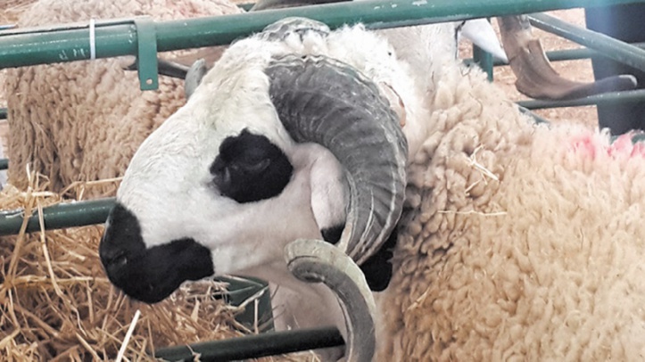 Les disponibilités en bétail dépassent la demande Les disponibilités en bétail dépassent la demande