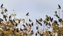 Oiseaux, papillons et flore alpine rattrapés par le réchauffement en Europe Oiseaux, papillons et flore alpine rattrapés par le réchauffement en Europe