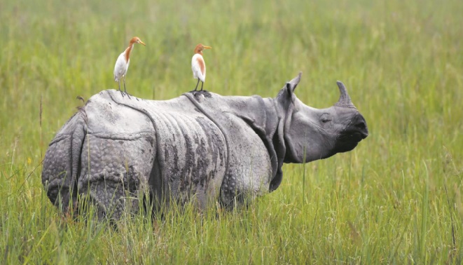 Mousson de tous les dangers pour les rhinocéros d'Inde Mousson de tous les dangers pour les rhinocéros d'Inde