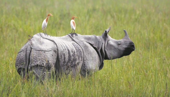 Mousson de tous les dangers pour les rhinocéros d'Inde