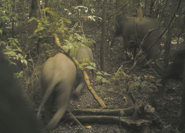 Les éléphants de Lagos, secret bien gardé du Nigeria