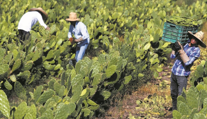 Au Mexique, le cactus pour produire du plastique