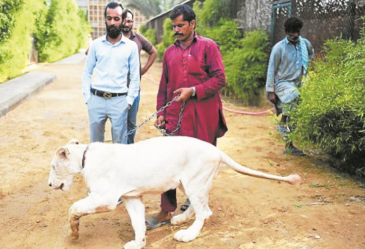 Au Pakistan, des lions comme animaux de compagnie