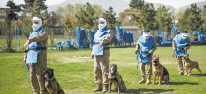 En Afghanistan, le meilleur ami de l'homme est un chien renifleur d'explosifs