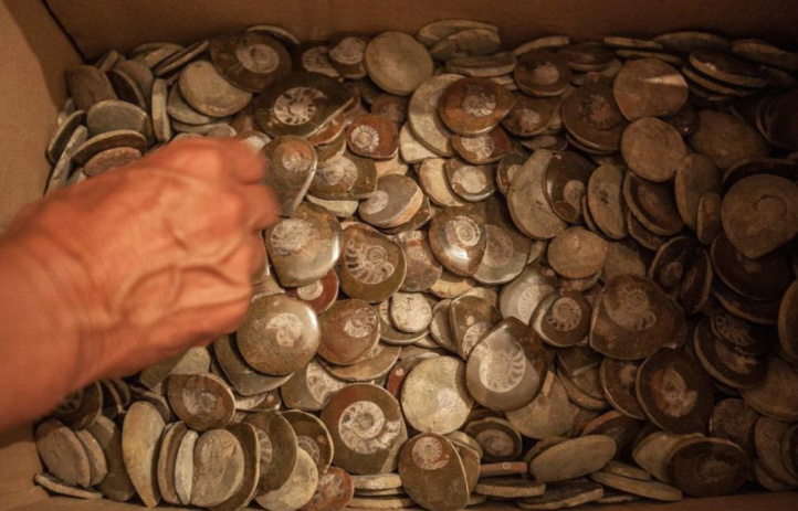 Le discret mais lucratif trafic de fossiles à Erfoud Le discret mais lucratif trafic de fossiles à Erfoud