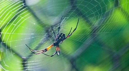 Le réchauffement climatique rend les araignées plus agressives