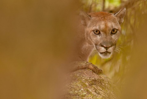 Insolite : Lynx et panthères