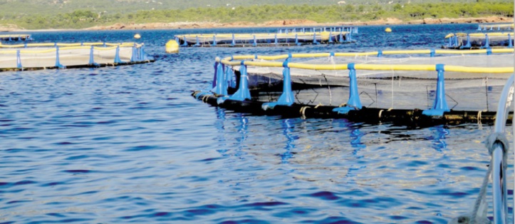 Le potentiel de la génétique dans l’aquaculture améliorerait la sécurité alimentaire