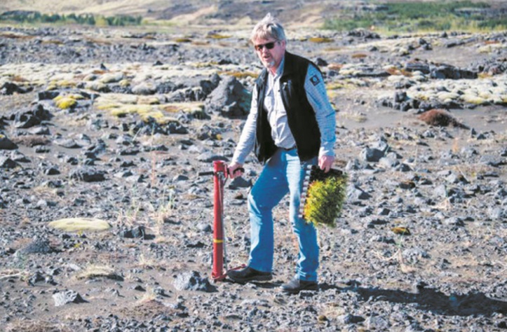 Les Vikings ont rasé les forêts, l'Islande reboise à tout-va Les Vikings ont rasé les forêts, l'Islande reboise à tout-va