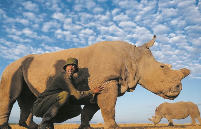 Les scientifiques font un pas de plus pour sauver le rhinocéros blanc du Nord Les scientifiques font un pas de plus pour sauver le rhinocéros blanc du Nord