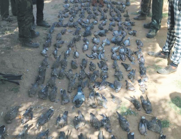 Carnage de tourterelles et retrait de licence Carnage de tourterelles et retrait de licence