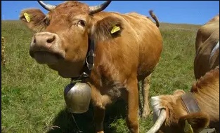 Insolite : Voleurs de cloches de vache