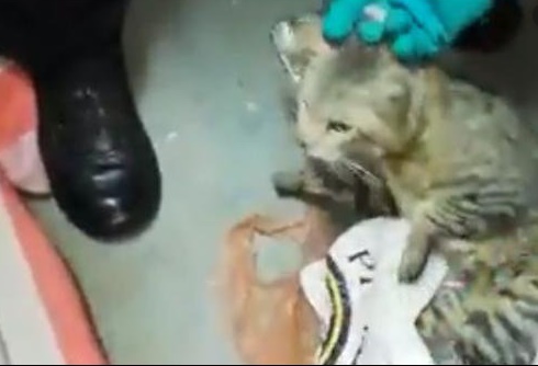 Insolite : Chat appréhendé Insolite : Chat appréhendé