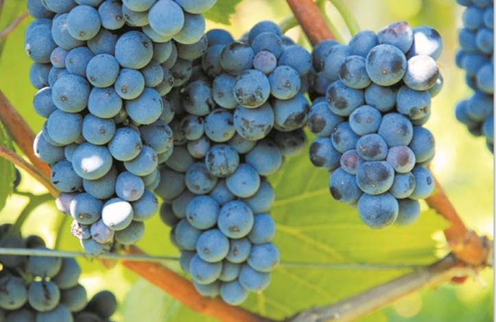 Accroissement de la production globale en raisin au titre de la campagne 2017-2018