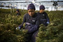 ​Le royaume du Lesotho, pionnier africain du cannabis médicinal
