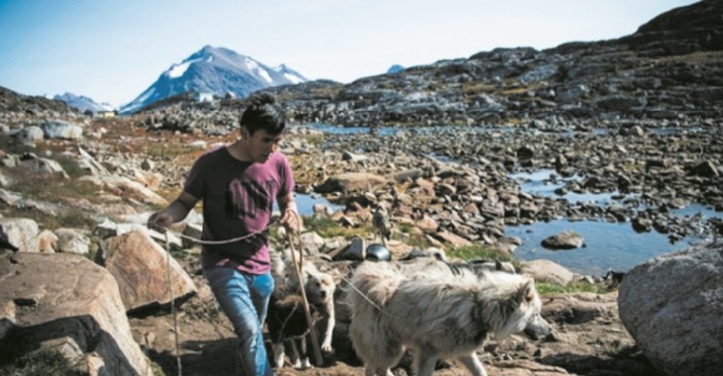 Au Groenland, les chiens de traîneau menacés par la fonte des glaces Au Groenland, les chiens de traîneau menacés par la fonte des glaces