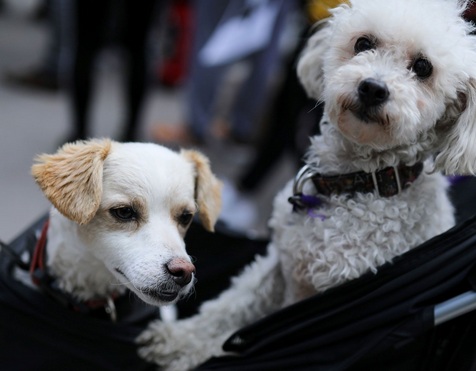 En Norvège, des chiens frappés d'une mystérieuse maladie parfois mortelle