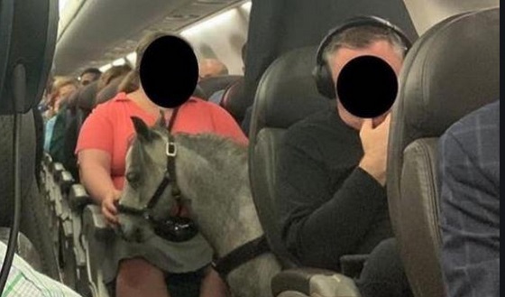 Insolite : Une Américaine voyage en cabine d'un avion avec son cheval miniature Insolite : Une Américaine voyage en cabine d'un avion avec son cheval miniature