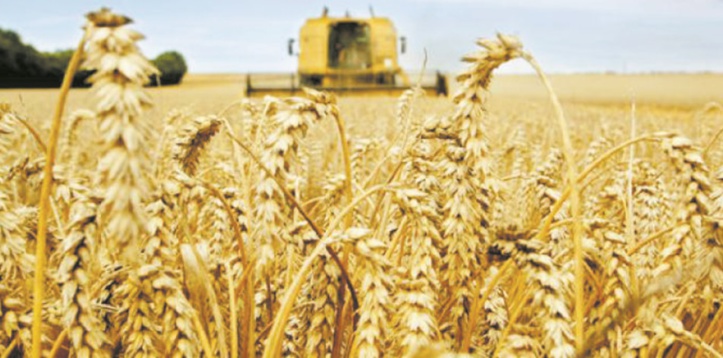 L’offre mondiale de céréales plus abondante que prévu L’offre mondiale de céréales plus abondante que prévu