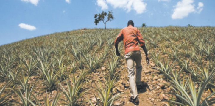 Innovation et technologie agricoles, clés de la réduction de la pauvreté
