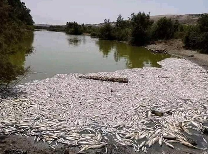 Des centaines de poissons morts asphyxiés en bordure de l’Oued Massa