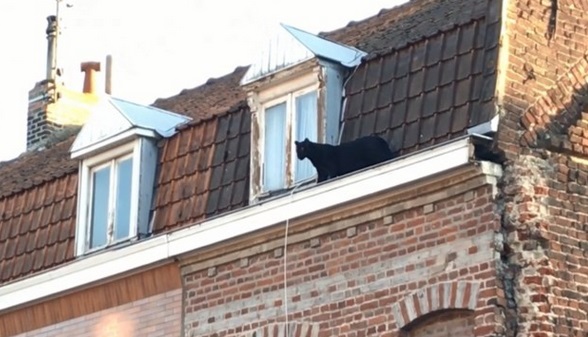 Insolite : Panthère noire Insolite : Panthère noire