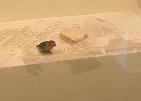 Insolite : Un perroquet mis en cellule Insolite : Un perroquet mis en cellule