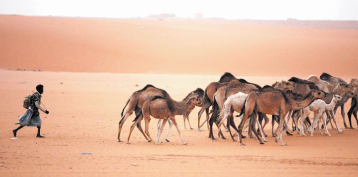 Les éleveurs de la région de Dakhla-Oued Eddahab tirent la sonnette d’alarme Les éleveurs de la région de Dakhla-Oued Eddahab tirent la sonnette d’alarme
