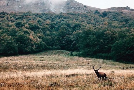 Le commerce de faune sauvage touche une espèce vertébrée terrestre sur cinq