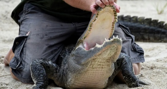 Insolite : Deux hommes arrêtés en Floride après avoir fait boire de la bière à un alligator