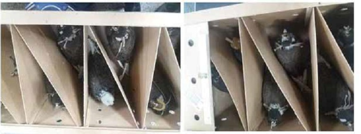 Un ressortissant étranger arrêté in extremis en possession de 26 faucons vivants Un ressortissant étranger arrêté in extremis en possession de 26 faucons vivants