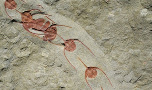 Découverte au Maroc de la plus ancienne organisation collective et sociale datant de 480 millions d’années Découverte au Maroc de la plus ancienne organisation collective et sociale datant de 480 millions d’années