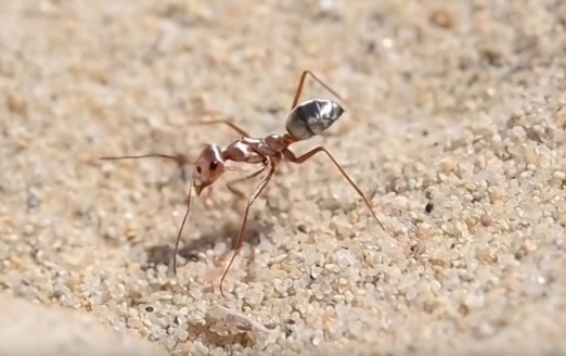 Des chercheurs ont filmé la fourmi la plus rapide du monde Des chercheurs ont filmé la fourmi la plus rapide du monde