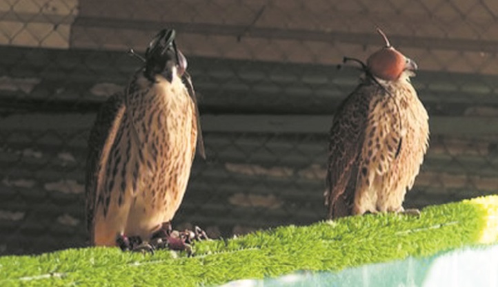 L'Espagne, berceau des précieux faucons du Moyen-Orient L'Espagne, berceau des précieux faucons du Moyen-Orient