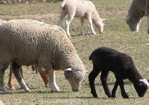 Les moutons, des animaux d’une grande diversité génétique