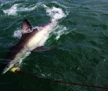 L’homme est-il responsable de la recrudescence d’attaques de requins en 2011? L’homme est-il responsable de la recrudescence d’attaques de requins en 2011?