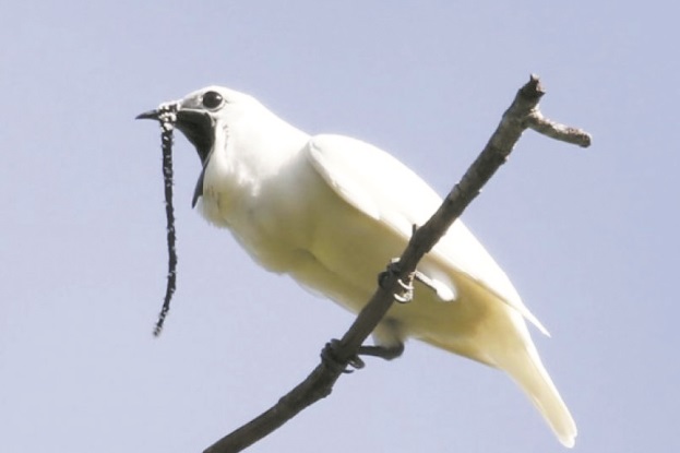 L'oiseau le plus bruyant du monde crie pour trouver l'amour L'oiseau le plus bruyant du monde crie pour trouver l'amour