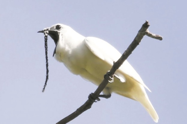 L'oiseau le plus bruyant du monde crie pour trouver l'amour