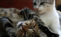 INSOLITE:  Un couple survit grâce à ses chats