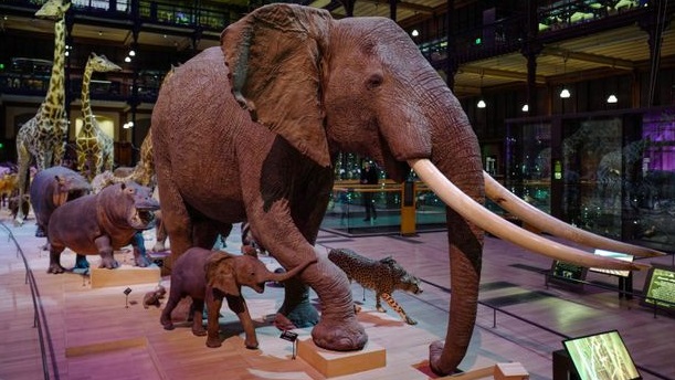 Les animaux mâles sur-représentés dans les musées d'histoire naturelle