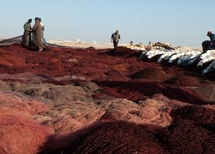 Laâyoune accueille une délégation d’opérateurs économiques mauritaniens : Renforcement de la coopération en matière de pêche Laâyoune accueille une délégation d’opérateurs économiques mauritaniens : Renforcement de la coopération en matière de pêche