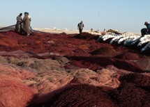 Laâyoune accueille une délégation d’opérateurs économiques mauritaniens : Renforcement de la coopération en matière de pêche