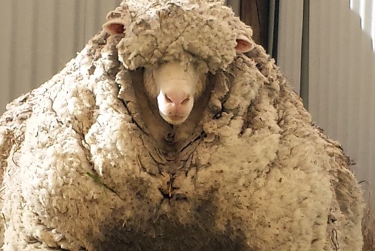 Insolite : Chris le mouton est mort Insolite : Chris le mouton est mort